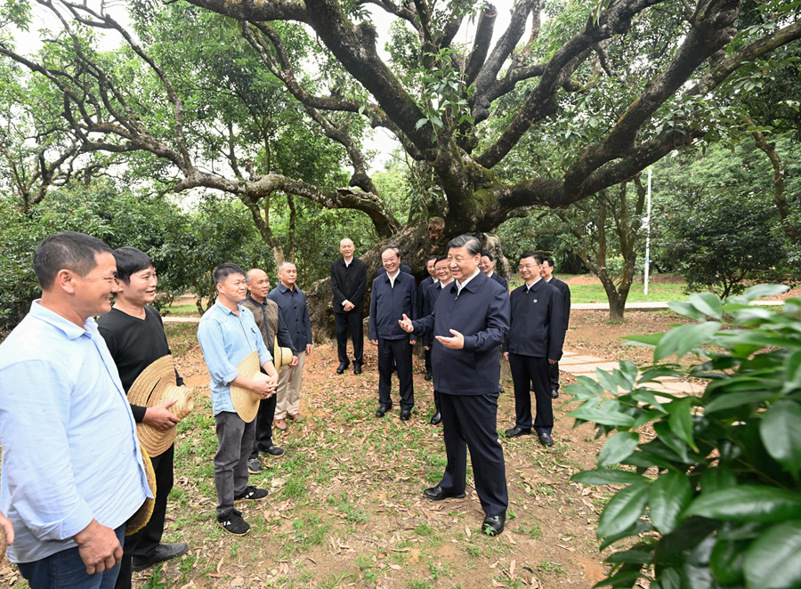 4月10日至13日，中共中央总书记、国家主席、中央军委主席习近平在广东考察。这是11日下午，习近平在茂名高州市根子镇柏桥村荔枝种植园，同现场技术人员亲切交流。
